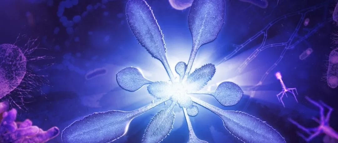 颠覆认知，提出新观点！中科院植物所博士生以第一作者在《Plant Cell》发表重要研究进展
