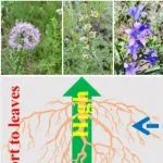 Functional Ecology | 根系性状驱动了禾草和非禾草类植物的叶片化学生态位分离