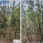 中国科学院版纳植物园：亚热带森林演替过程中叶片性状网络向高模块化转变！
