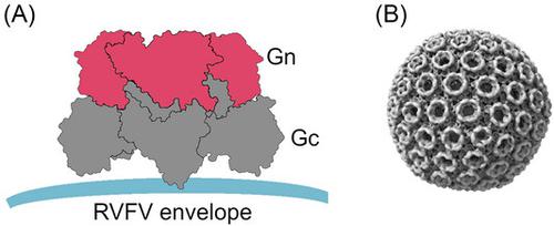 Employee-(ro)bot collaboration in service: an interdependence perspective