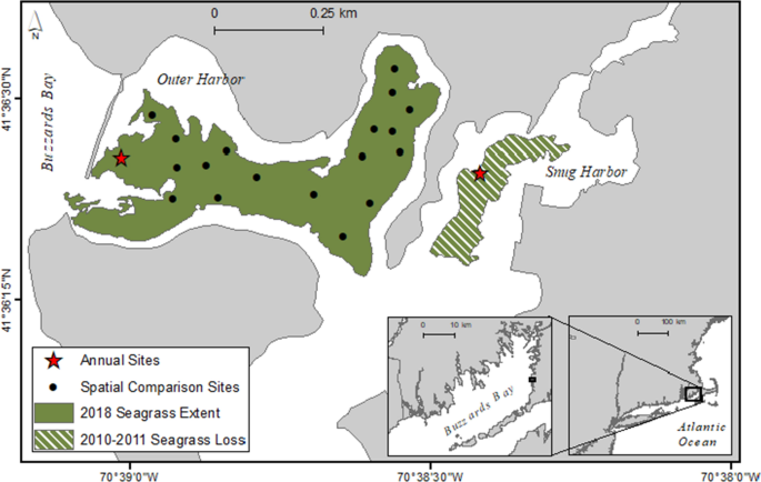 Nitrogen fixation associated with epiphytes on the seagrass Zostera marina in a temperate lagoon with moderate to high nitrogen loads